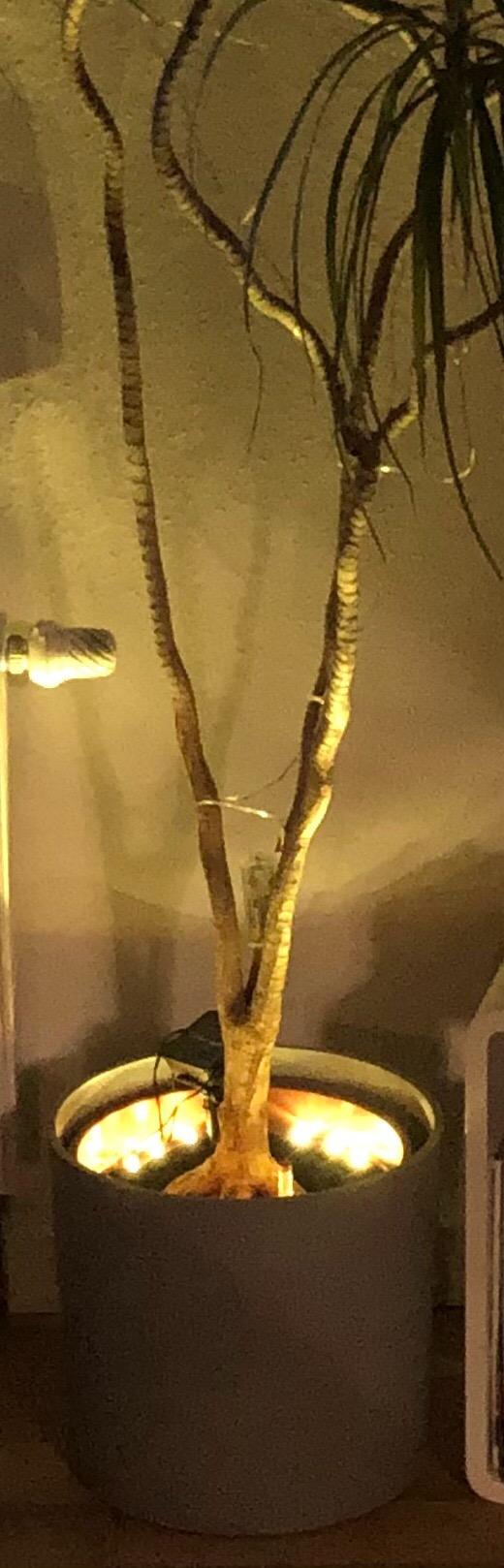 Lunartec Pflanzenstrahler Solar 15 LEDs Dämmerungssensor IP44